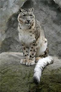 Snow Leopard Sitting Journal
