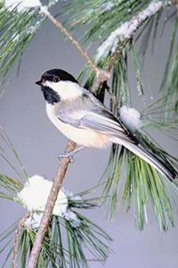 Journal Bird Snow Covered Evergreen Branch