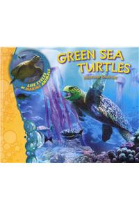 Green Sea Turtles