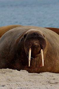 Walrus On The Beach Journal