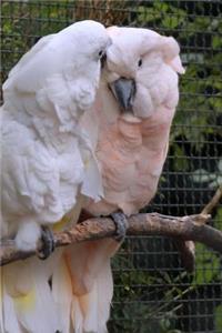 Cute Pair of Mated Cockatoo Birds Journal