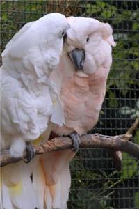 Cute Pair of Mated Cockatoo Birds Journal