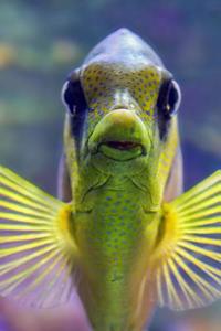 Kiss the Fish Journal