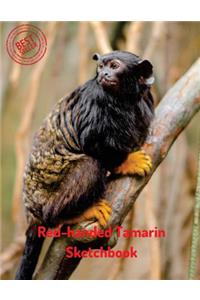 Red-handed Tamarin Sketchbook