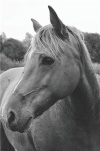 Wild Horse in Pasture Portable Notebook