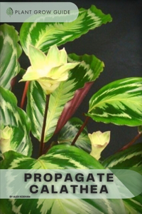 Propagate Calathea