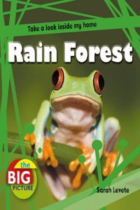 Rainforest (The Big Picture)