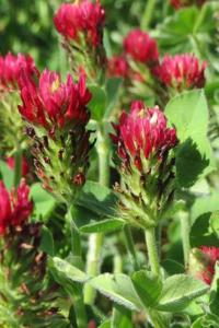 Trifolium Incarnatum Crimson Clover Flower Blooming