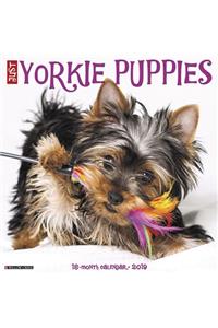Just Yorkie Puppies 2019 Wall Calendar (Dog Breed Calendar)