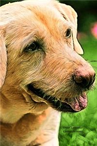 Chien Labrador Carnet de notes