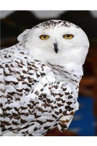 Owl Notebook