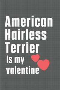 American Hairless Terrier is my valentine