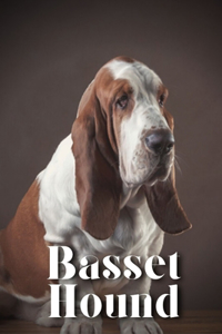 Basset Hound