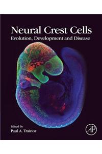 Neural Crest Cells