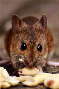 Wood Mouse (Apodermus Sylvaticus) Journal