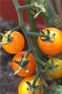 Tomatoes Ripening on the Vine in the Garden Journal