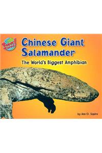Chinese Giant Salamander