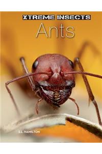 Ants