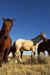 2020 Weekly Planner Horse Photo Equine Horses Shadows 134 Pages