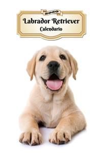 2020 Labrador Retriever Calendario