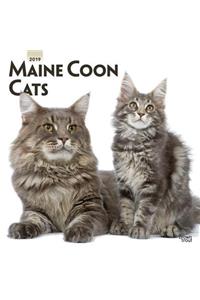 Maine Coon Cats 2019 Square Wall Calendar