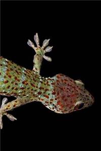 Gecko Notebook