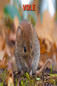 Vole