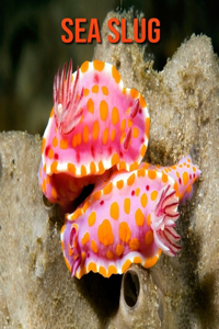 Sea Slug