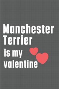 Manchester Terrier is my valentine