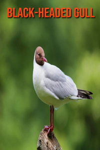 Black-Headed Gull