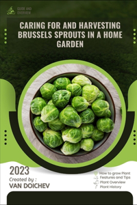 Caring for and harvesting Brussels sprouts in a home garden