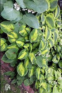 Planter Bed of Hosta Journal