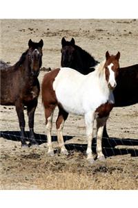 Horse Photo School Composition Book Equine Pasture Trio