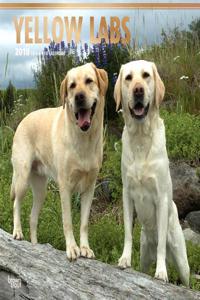 Labrador Retrievers, Yellow 2018 Wall Calendar