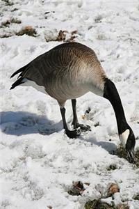 Journal Snow Goose