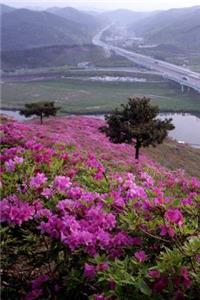 Pink Rhododendron Flowering Bushes on a Hillside Nature Journal