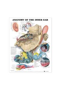 Anatomy of the Inner Ear Anatomical Chart