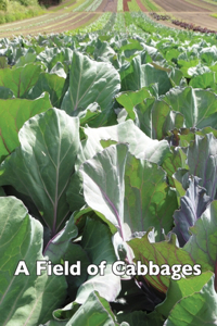 Field of Cabbages