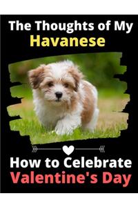 Thoughts of My Havanese