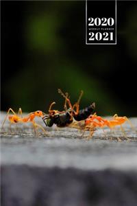 Ant Insect Myrmecology Week Planner Weekly Organizer Calendar 2020 / 2021 - The Fly