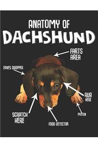 Anatomy of Dachshund