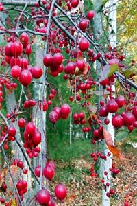 2019 Weekly Planner Fall Tree Red Berries 134 Pages