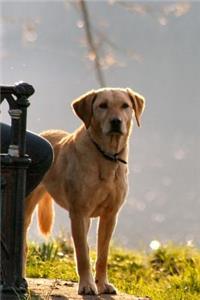 Happy Yellow Dog in the Park Journal