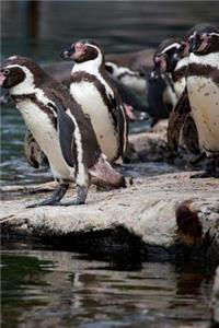 Penguins Notebook