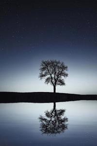 A Tree Mirrored in a Lake Journal