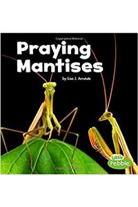 PRAYING MANTISES