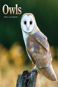 2026 Owls Mini Wall Calendar