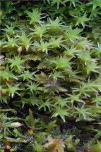 Journal Moss Shingles Close Up