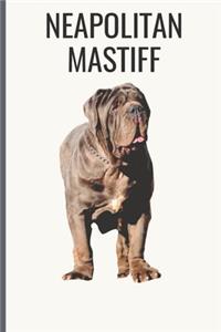 Neapolitan Mastiff