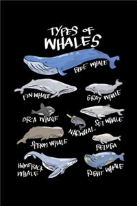 Types Of Whales Blue Whale Fin Whale Grey Whale Orca Whale Set Whale Narwhal Sperm Whale Beluga Humpback Whale Right Whale